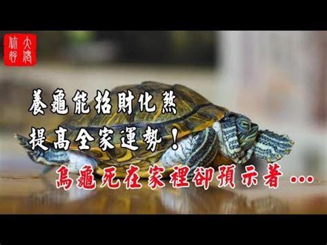 烏龜寓意|烏龜寓意揭秘：為何風水師都推崇？